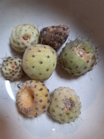 Ezüst fügekaktusz - Opuntia leucotricha, Opuntia leucotricha, fagyérzékeny, gyümölcs